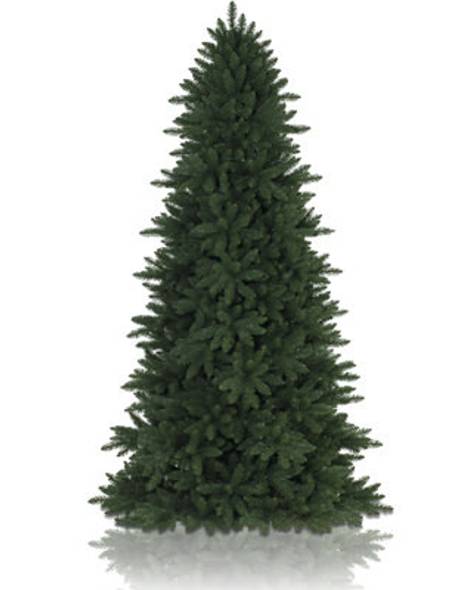 Berkshire Mountain Fir Tree- child-1